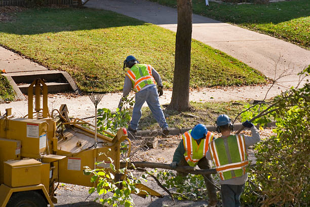 Best Tree and Shrub Care  in Rio Pinar, FL